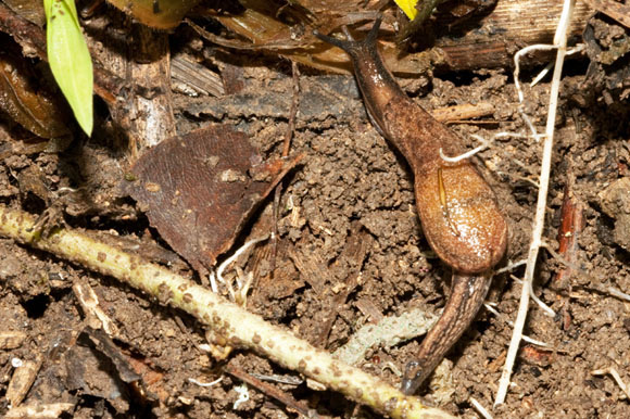 Parmarion martensi